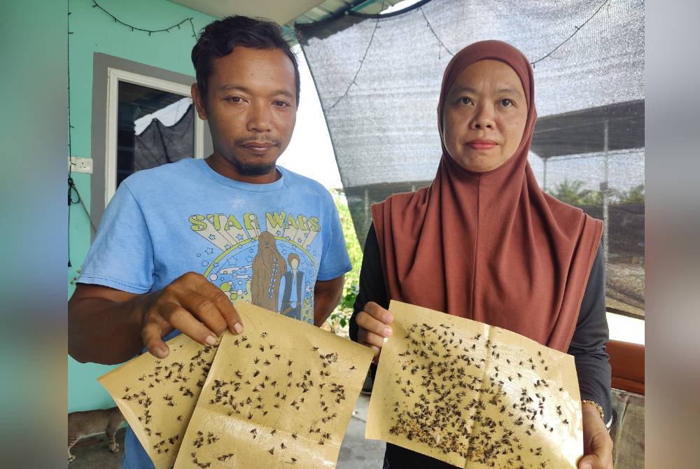 Fazlina dan suaminya, Mohd Shahrin Masnin, 41, menunjukkan pelekat lalat di rumahnya di Kampung Parit 9 Gambut pada Isnin.