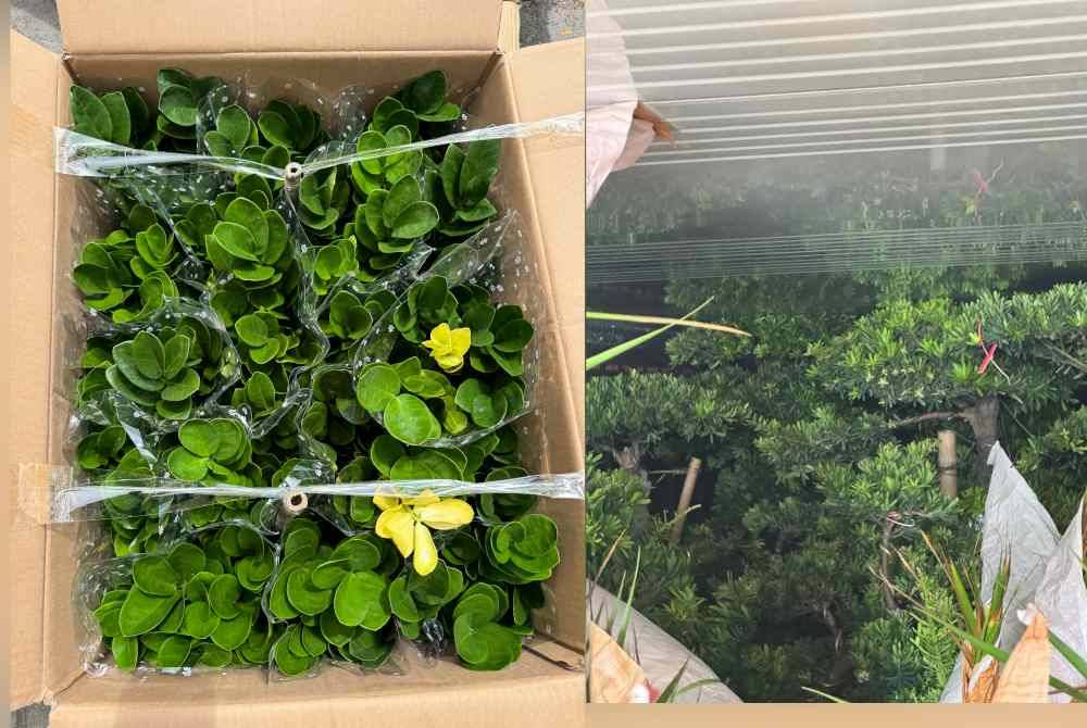 Antara pokok hiasan yang dirampas JKDM di Pelabuhan Utara, Klang, 6 Jun lalu.