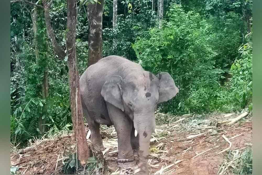 Perhilitan Kelantan menangkap seekor gajah liar jantan yang mengganggu penduduk di Kampung Sungai Long, Jeli pada Selasa. Foto Perhilitan