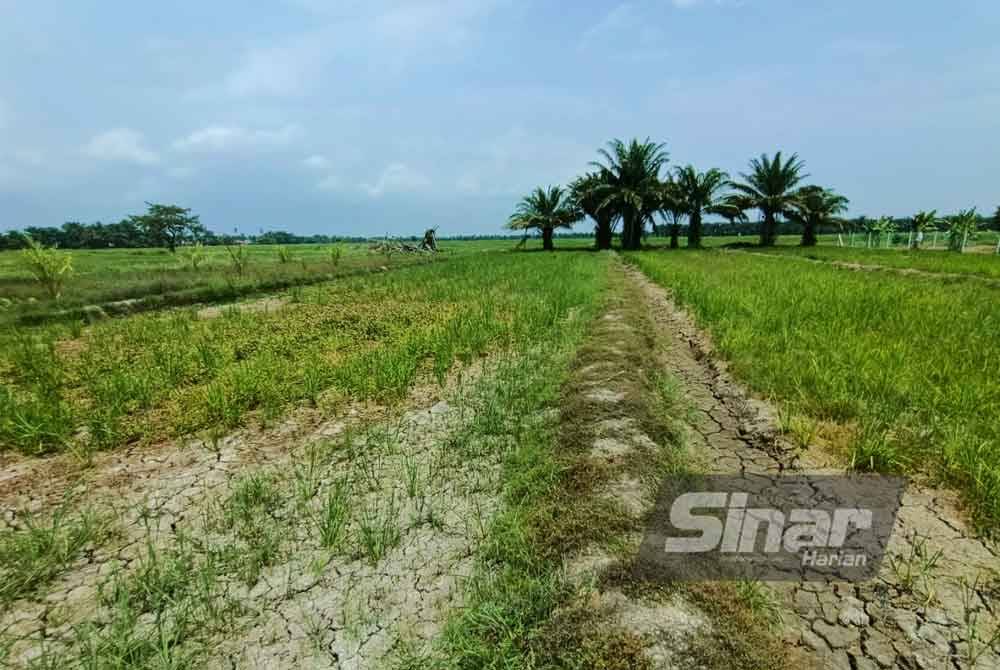 Bekalan air tidak mencukupi memberi kesan kawasan yang sepatutnya menghijau dengan jelapang padi sudah diganti dengan rumput tinggi.