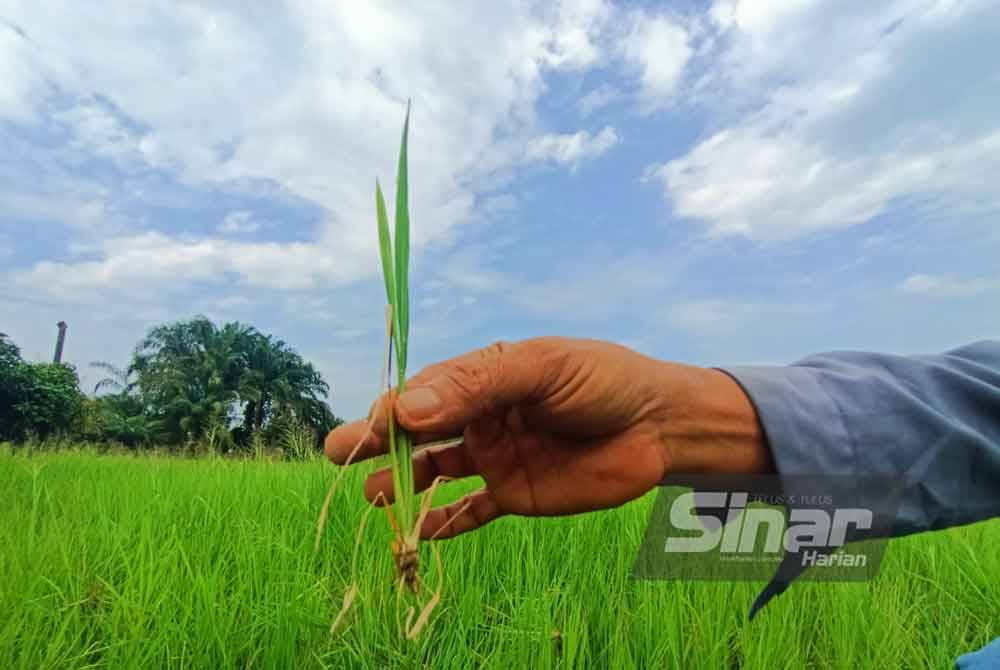 Cuaca kering dan ketidakcukupan bekalan air mengakibatkan pembesaran pokok padi terbantut.