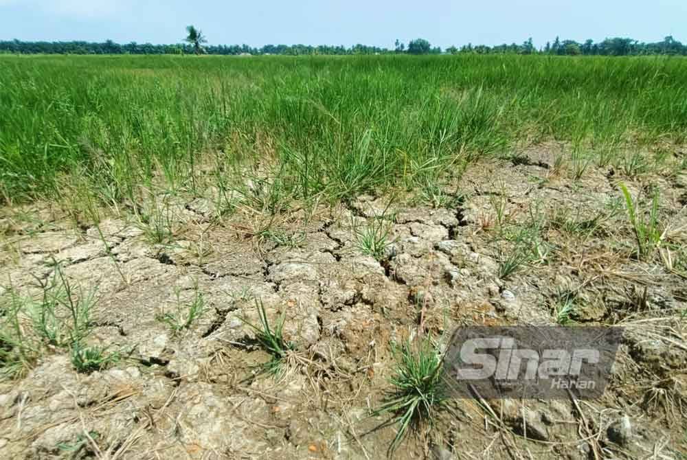 Cuaca panas pada musim ini disifatkan paling teruk dialami petani dalam tempoh lima tahun.