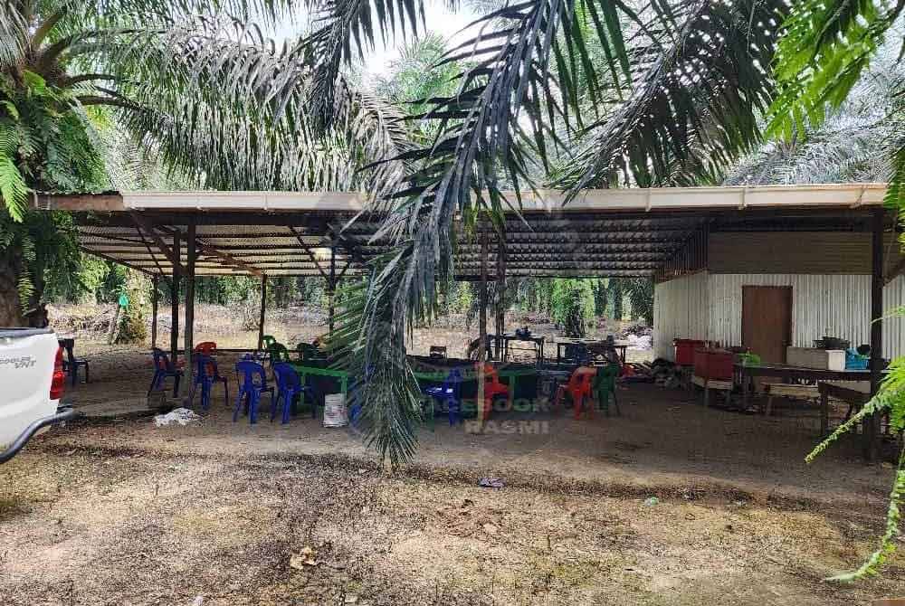 Kawasan ladang kelapa sawit, Jalan Tawau-Kunak, lokasi judi sabung ayam diadakan.