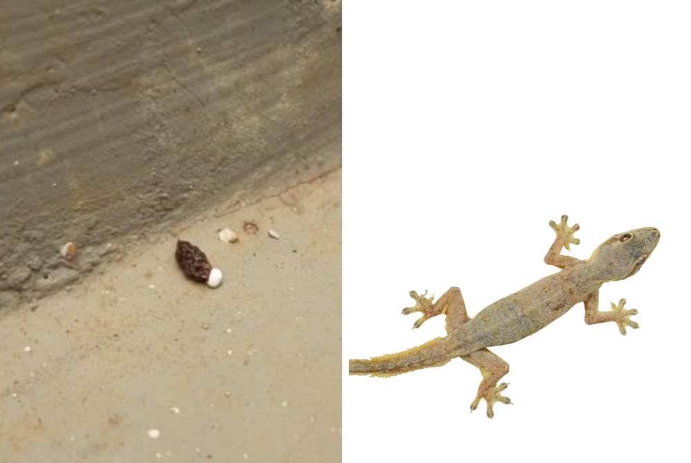 TAHI cicak termasuk dalam kategori najis mutawassitah. 