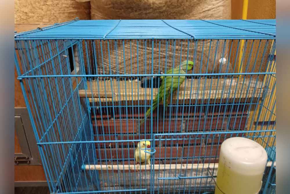 Antara spesies burung yang dirampas menerusi Op Bersepadu Khazanah di sebuah rumah di Simpang Ampat, Pulau Pinang, Ahad lalu.