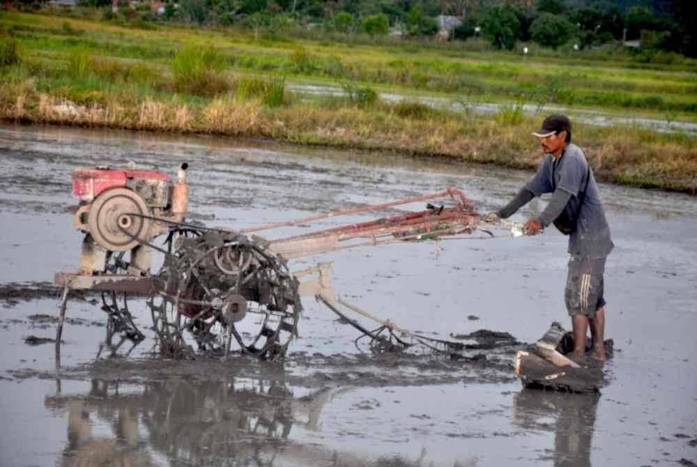 Pesawah sedang membajak di sawah padi Kampung Tok Saboh. Foto Bernama