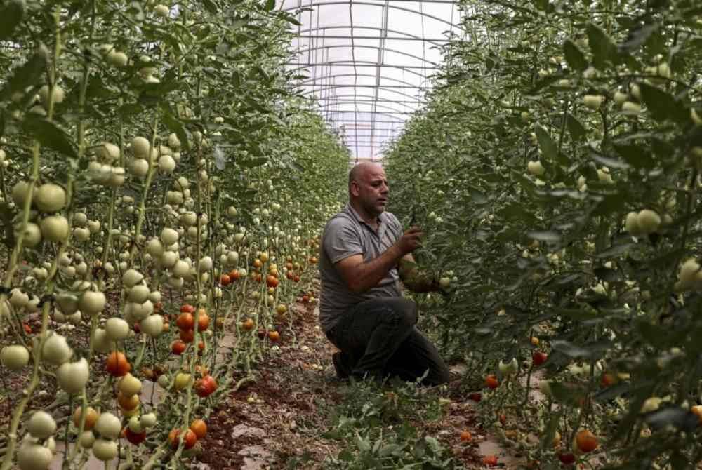 Jaish menunjukkan hasil tomato di kebun tersebut.