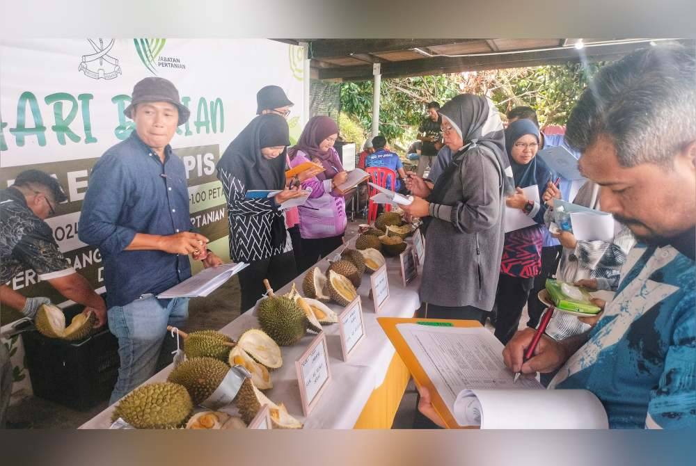 Muhd Rizal (kanan) ketika mengadili buah-buah durian yang mengambil bahagian dalam pertandingan tersebut di Lipis.