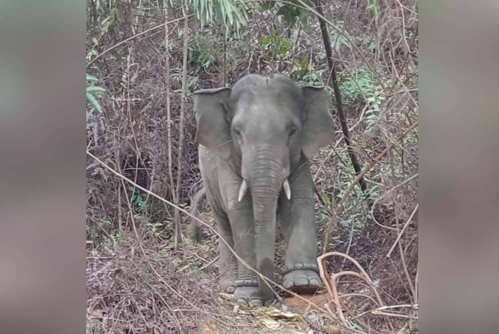 Gajah yang mengganggu penduduk di Gua Musang dapat ditangkap. Foto ihsan Perhilitan