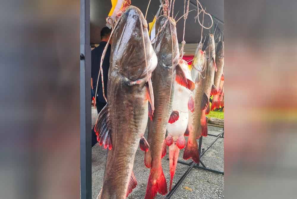 Ikan BEM adalah spesies berasal dari Sungai Mekong, Vietnam dan boleh dikenali dengan warna merah pada ekornya manakala dari segi bentuk, warna dan hampir sama dengan baung tempatan.