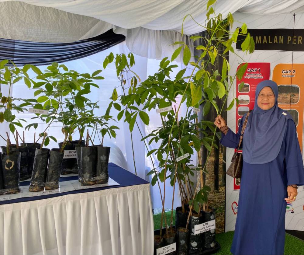 Zawiyah sedang menunggu tanaman semula getah seluas 2.4 hektar yang melibatkan 1,227 pokok hasil bantuan daripada RISDA.