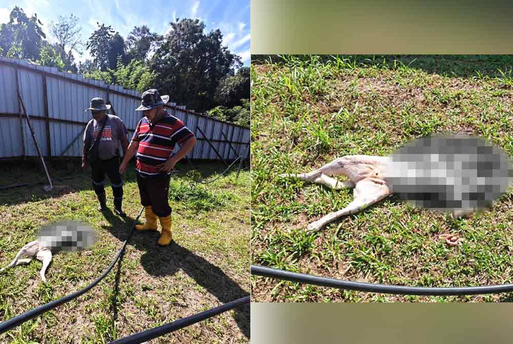 Keadaan anjing buat menjaga kbun milik Khairuddin yang ditemui mati.