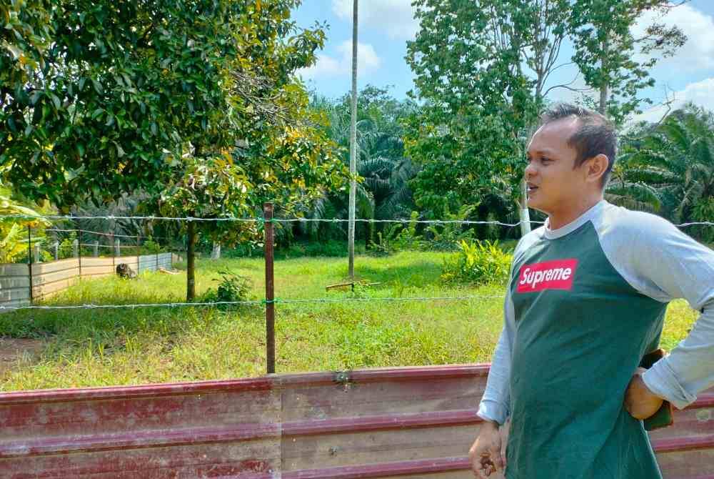 Keadaan kebun milik Uzair yang dipasang pagar dawai di Kampung Padang Ubi, Labu Besar, Kulim.