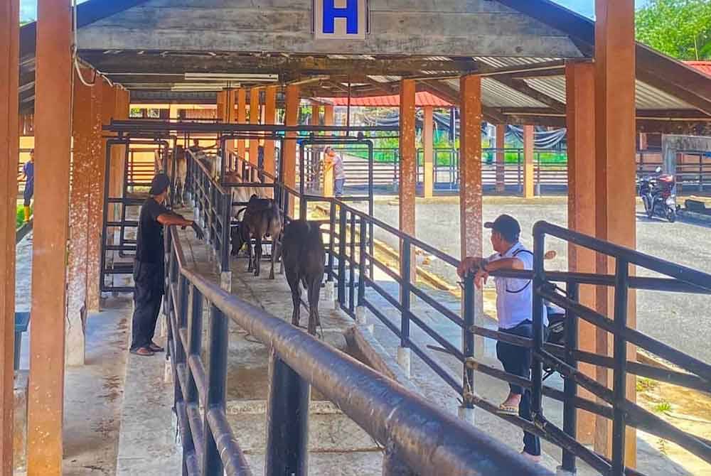 Kesemua lembu itu kemudian diserahkan kepada pihak Maqis Rantau Panjang untuk tindakan lanjut.