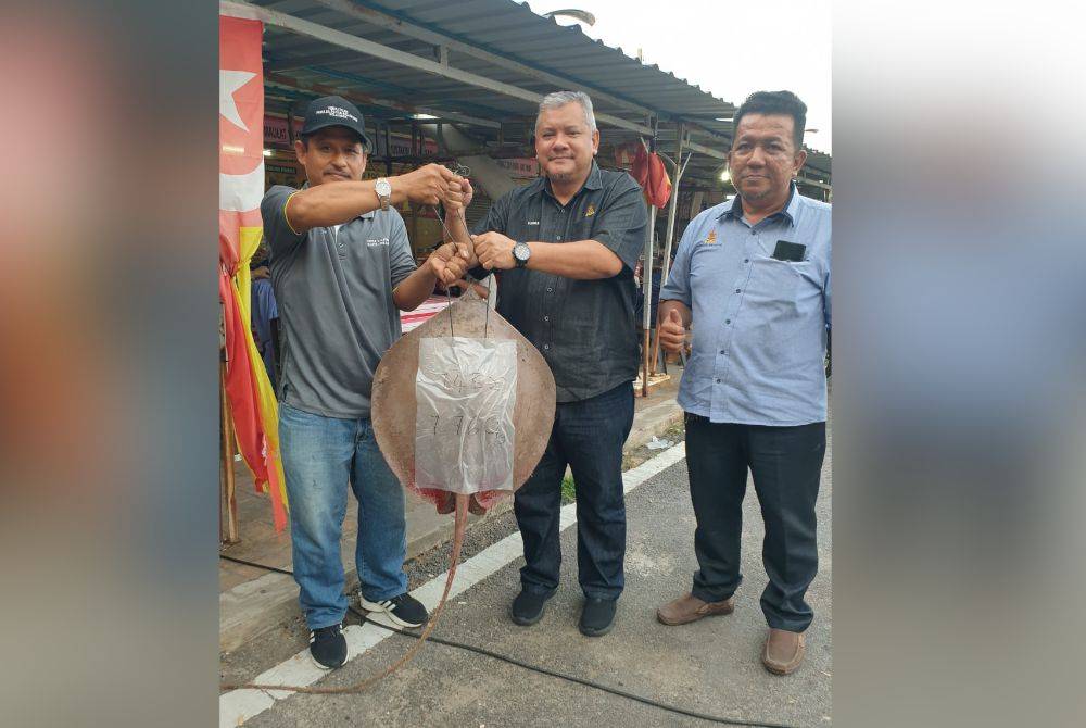 Ikan pari yang pernah dinaikkan di Pantai Kelanang.