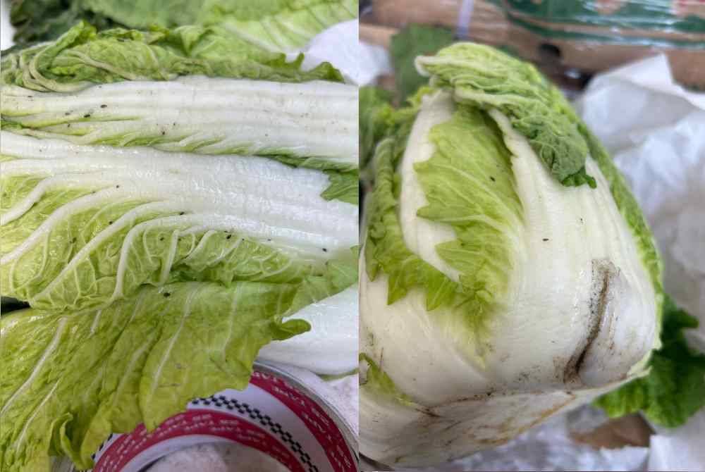 Sayur kubis panjang yang dicemari dengan serangga perosak.