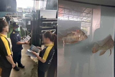 Pegawai DOF memberikan penerangan kepada pekerja premis mengenai senarai spesies ikan larangan. Gambar kanan: Ikan bongkok antara yang dirampas DOF dalam operasi di sebuah premis di Jalan Klang Lama, Kuala Lumpur pada Rabu.