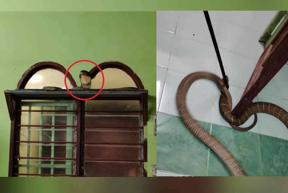 Ular tedung selar berkenaan 'menunggu' jemaah yang mahu menunaikan solat Maghrib. Ular berkenaan berjaya ditangkap oleh anggota Bomba dan Penyelamat Sik. FOTO JBPM