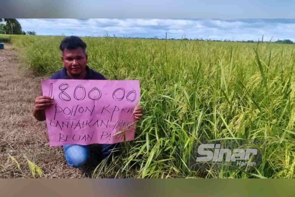 Kerajaan disaran menaikkan harga lantai belian padi daripada RM1,300 per tan kepada RM1,800 bagi membantu pesawah di negara ini.