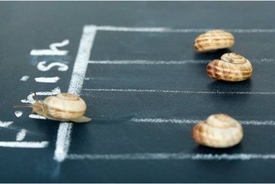 HARUS bertanding perlumbaan siput sedut jika tidak melibatkan judi dan penyeksaan terhadap haiwan itu. Gambar hiasan/Foto CANVA