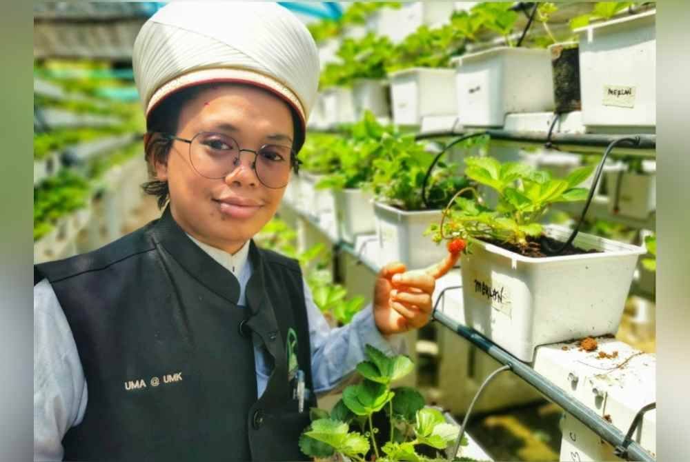 Muhammad menunjukkan antara pokok strawberi yang telah mengeluarkan hasil.