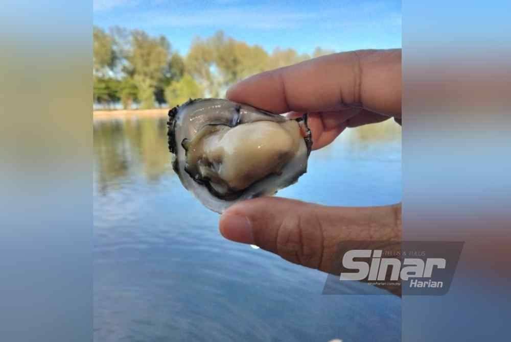 Isi tiram yang tebal lebih enak dimakan sebaik sahaja dinaikkan dari muara sungai