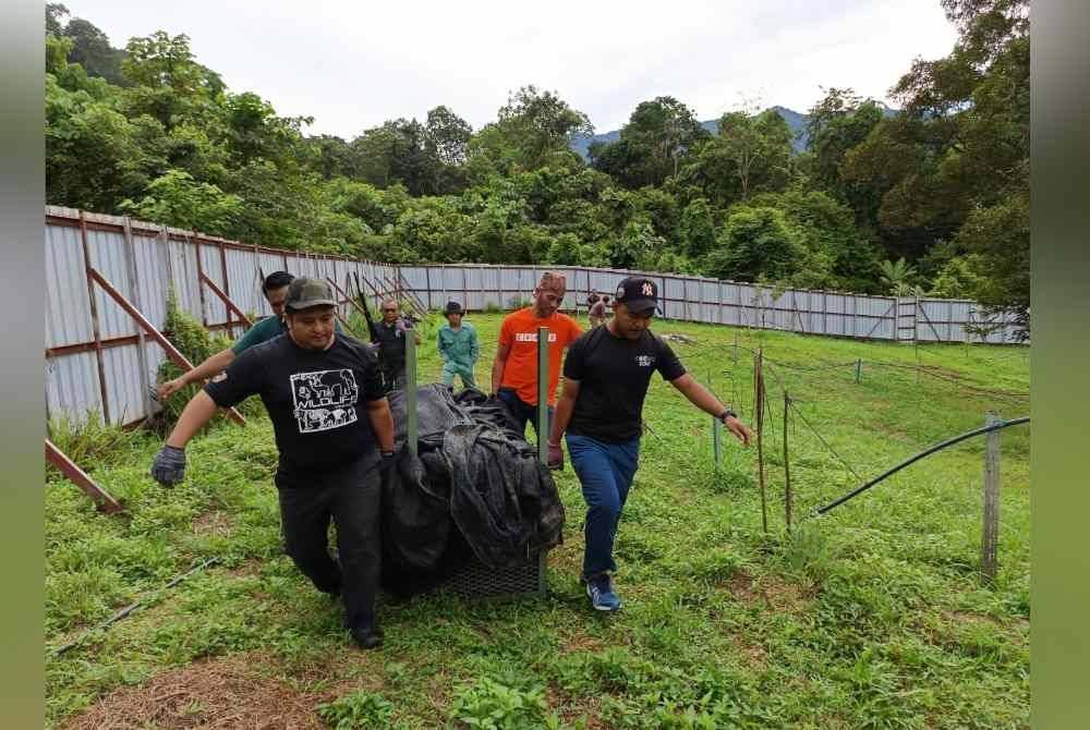 Harimau kumbang yang dipercayai membaham dua ekor anjing yang menjaga kebun berjaya ditangkap.