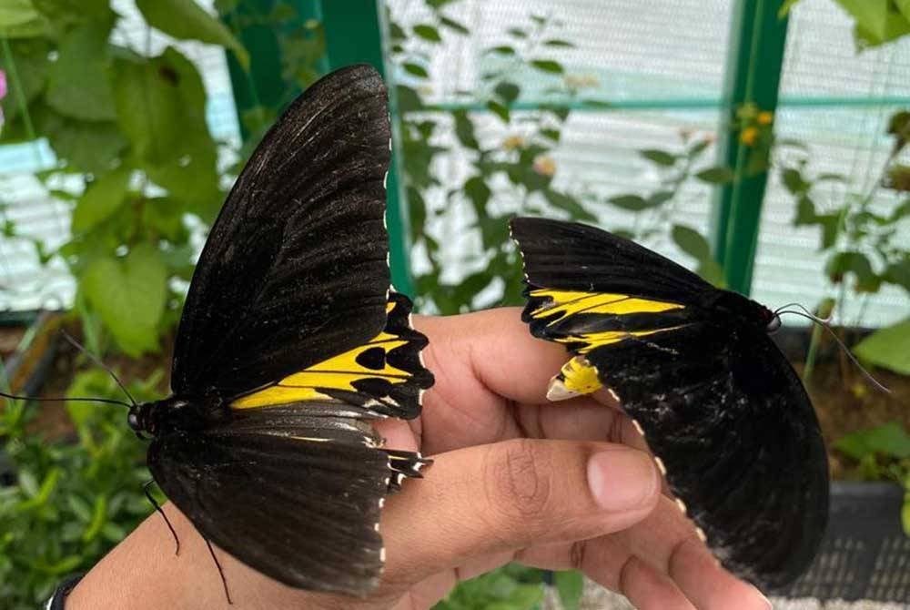 Rama-rama hinggap di tangan antara pengalaman berbeza yang terdapat di Butterfly Wonderland.