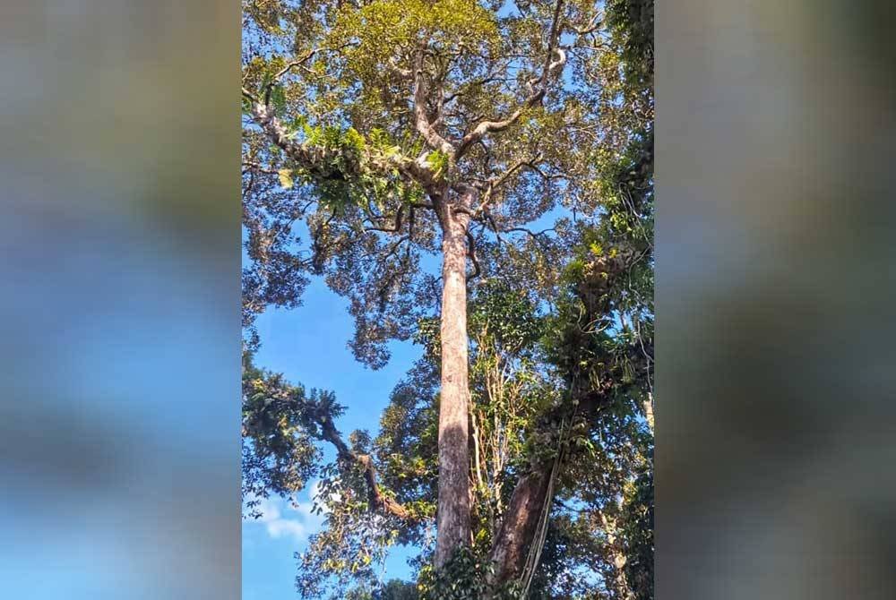 Pokok durian 'naga umbang' yang berusia lebih 100 tahun.