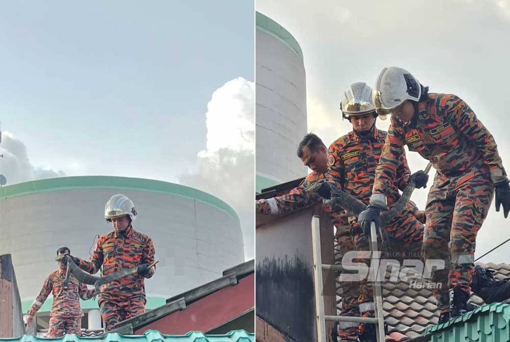 Anggota bomba membantu menangkap biawak di atas bumbung rumah.