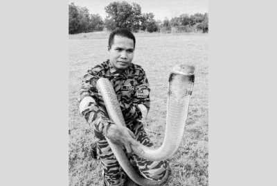 Allahyarham Abu Zarin terkenal dengan kemahiran menjinak dan menangkap ular.