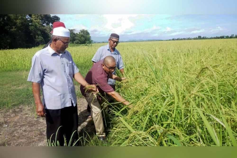 Sebanyak 700 hektar sawah melibatkan 352 petani di lima kawasan pertubuhan peladang di Perlis, mengalami masalah serangan ulat gulung daun. Foto Bernama
