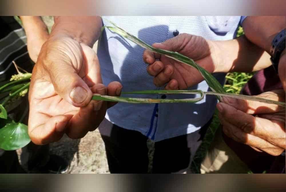 Serangan ulat gulung dan padi angin menyebabkan kemerosotan hasil pengeluaran padi sehingga 80 peratus. Foto Bernama