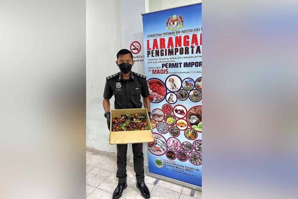 Pegawai penguat kuasa menunjukkan ulaman yang dirampas pada minggu lalu.