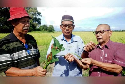 Abdul Hallim (kanan) bersama beberapa pesawah menunjukkan padi rosak diserang penyakit hingga menjejaskan hasil pengeluaran padi. Foto Bernama
