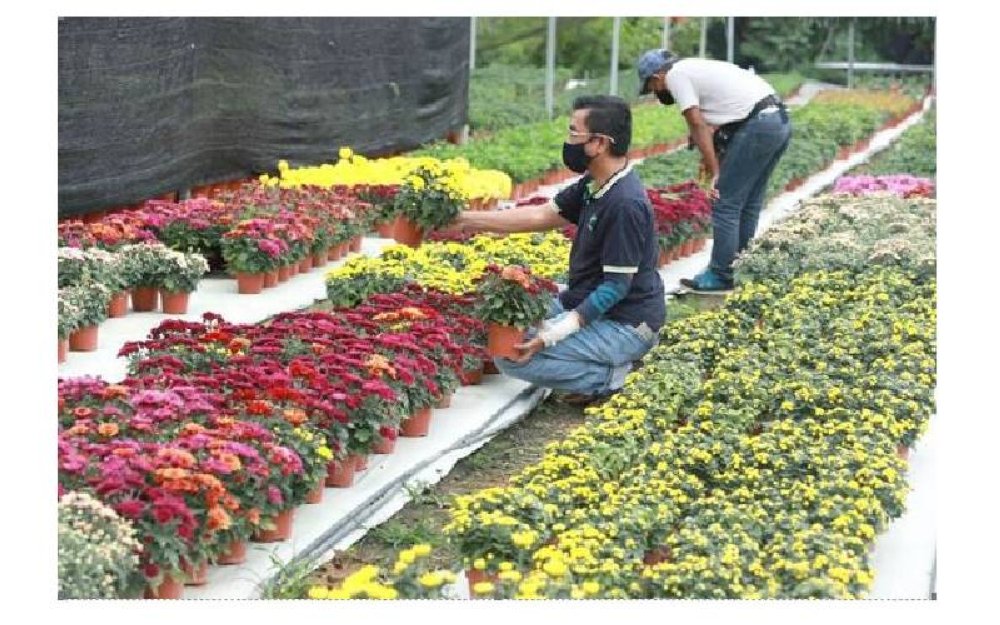 Jumlah eksport bunga kekwa dari Cameron Hinghlands ke luar negara meningkat kesan pengukuhan ekonomi negara. – Gambar hiasan (Kredit: Fikrah Pahang)