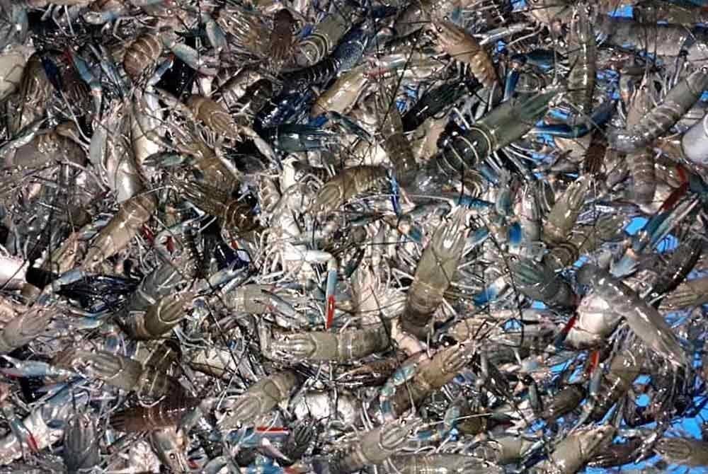 Sebanyak 46 kotak gabus berisi benih udang kara ditemui dalam sebuah bot fiber yang disyaki menjalankan aktiviti penyeludupan.