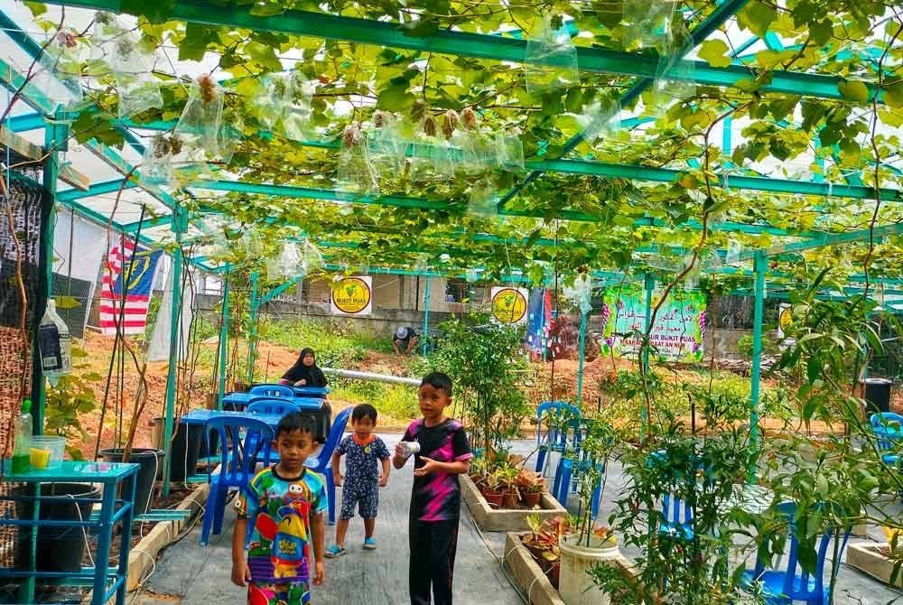 Laman Anggur antara usaha Maahad Qiraat Annur Bukit Puas di Jerantut untuk menampung kos maahad tersebut.