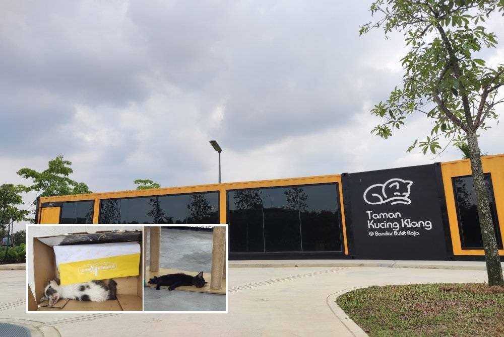Taman Kucing Klang beroperasi sejak 18 Ogos lalu. (Kecil: Antara kucing yang dikatakan dalam keadaan lemah. Foto Gambar tular)