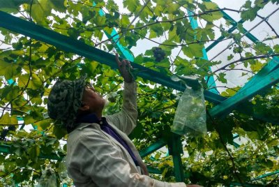 Ahmad Nazlan melihat anggur yang sudah berbuah dan dijangka matang sepenuhnya pada Oktober depan.