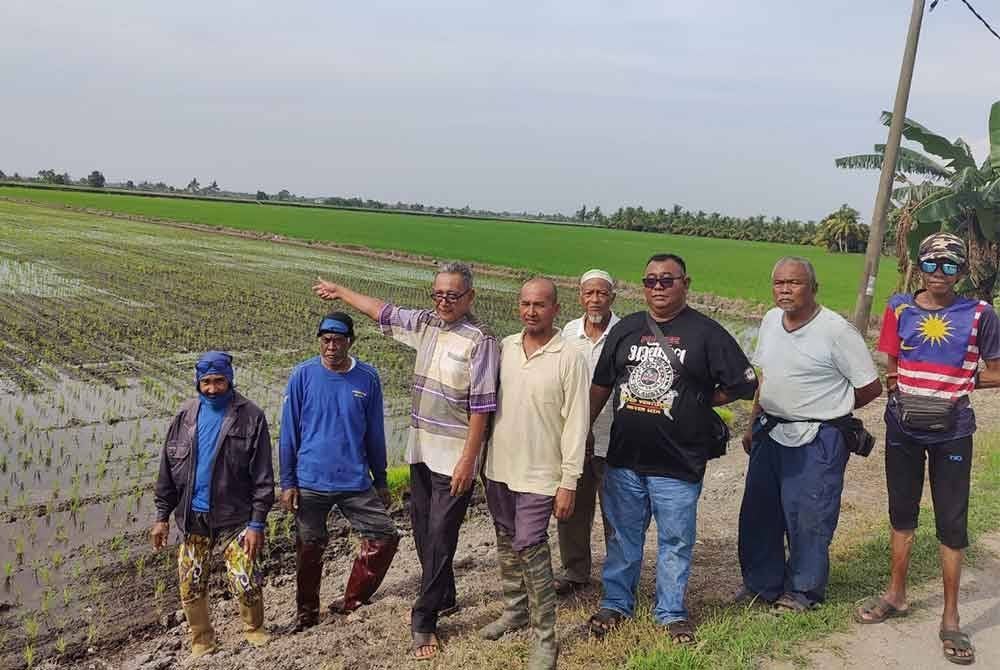 Mohamad Asri (tiga dari kiri) menunjukkan lot padi yang sehingga kini masih belum menerima semburan baja pada Selasa.