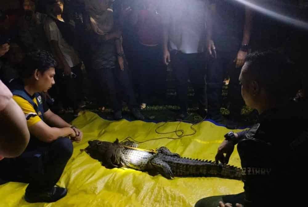 Buaya yang diselamatkan ini akan pindahkan ke Paya Indah Wetlands.