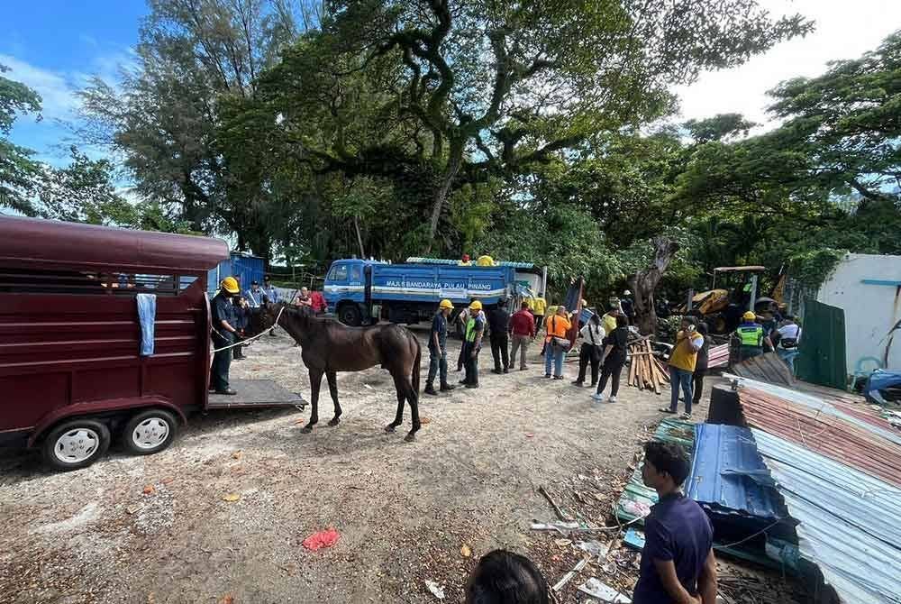 MBPP merobohkan bangsal yang menempatkan kuda dan menyita dua ekor kuda yang cedera dan sakit dalam operasi di Batu Ferringhi pada pagi Khamis.
