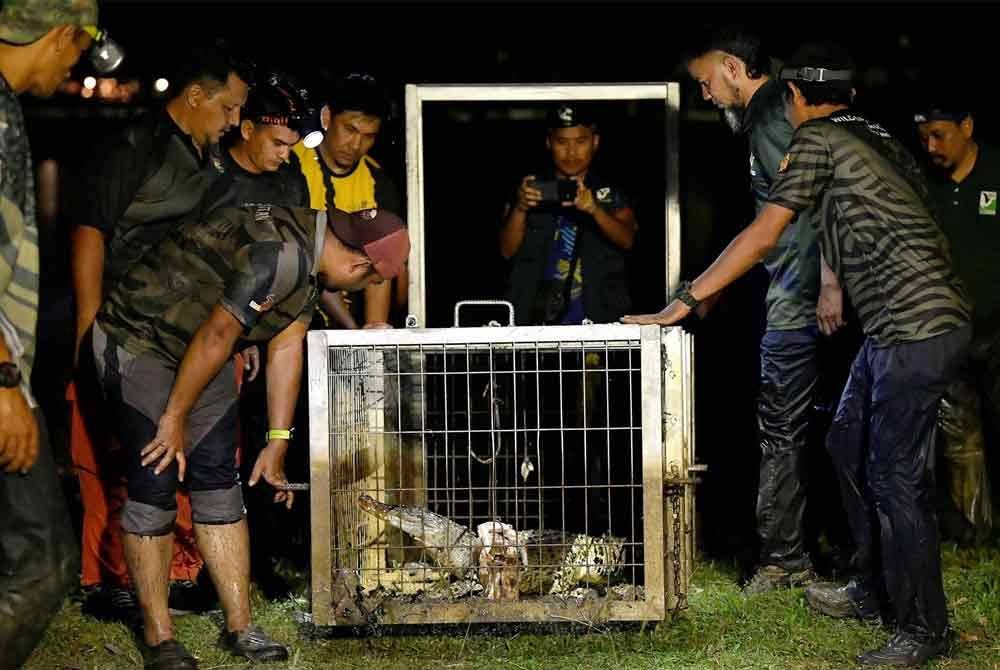 Kakitangan Jabatan Perlindungan Hidupan Liar dan Taman Negara (Perhilitan) Selangor berjaya menangkap seekor buaya tembaga berukuran 1.68 meter di Taman Tasik Seksyen 7 malam tadi.