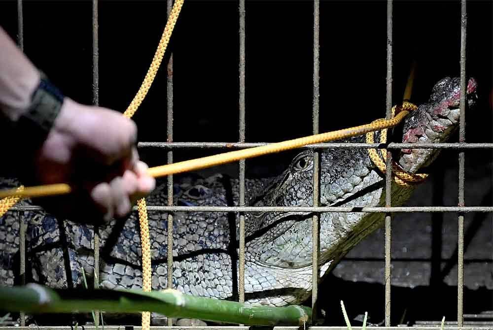 Buaya tembaga berukuran 1.68 meter memasuki perangkap yang dipasang oleh Jabatan Perlindungan Hidupan Liar dan Taman Negara (Perhilitan) Selangor di Taman Tasik Seksyen 7 malam tadi. 