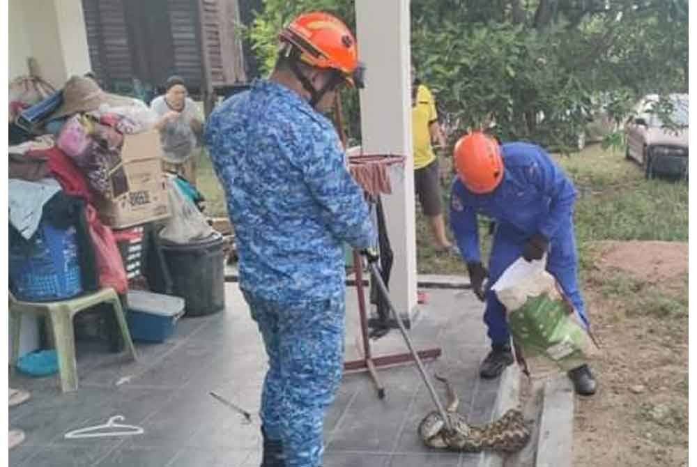 Anggota APM Kuala Pilah menangkap ular sawa di lokasi. Foto APM Kuala Pilah
