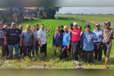 Muslimin (lima dari kiri) bersama sebahagian pesawah meninjau pokok padi di Blok L1 hingga L20 Sungai Leman, Sekinchan.