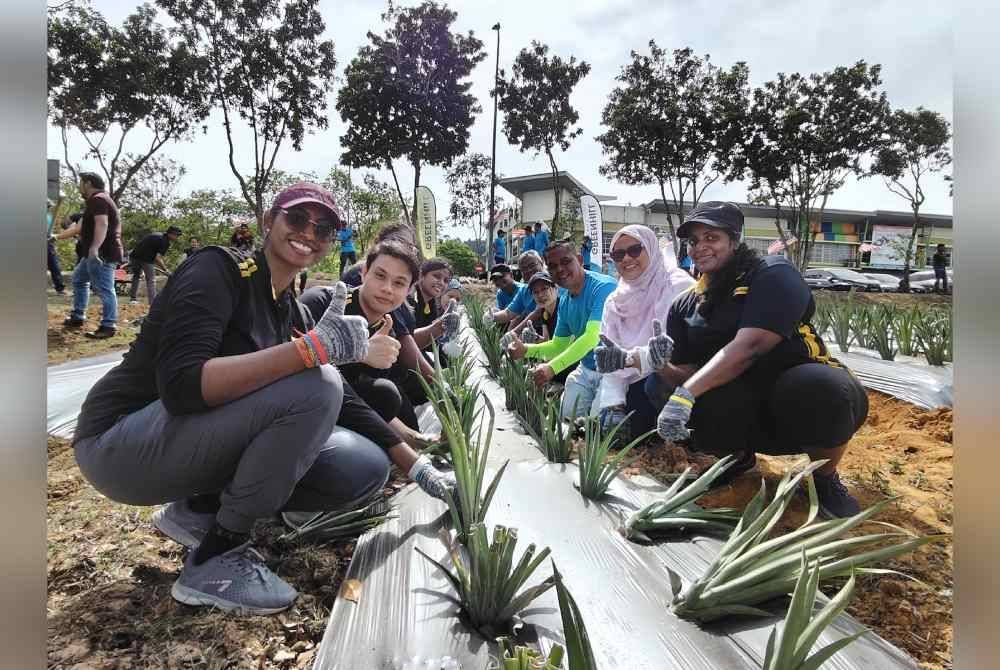 Tanaman nanas di kawasan terbiar inisiatif di bawah Program Kebuniti Persatuan Taman Greenhill.