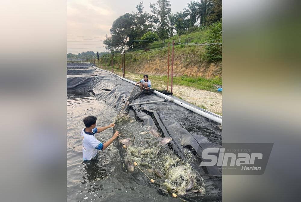 Ikan Gourami matang mencapat berat 500gram ke1 kilogram. Foto Sinar Harian/ASRIL ASWANDI SHUKOR