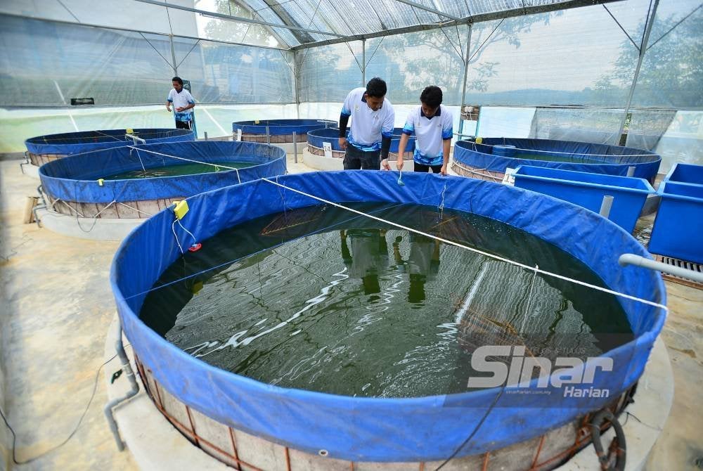 Pusat pembenihan ikan Gourami di Bukit Cerakah.Foto Sinar Harian/ASRIL ASWANDI SHUKOR